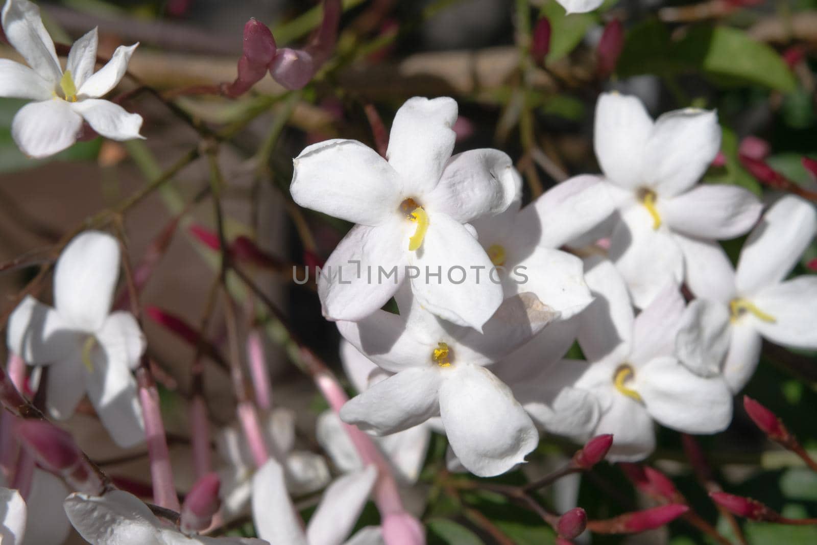 Close-up of a wonderful plant of jasmine, with its characteristic white flowers.