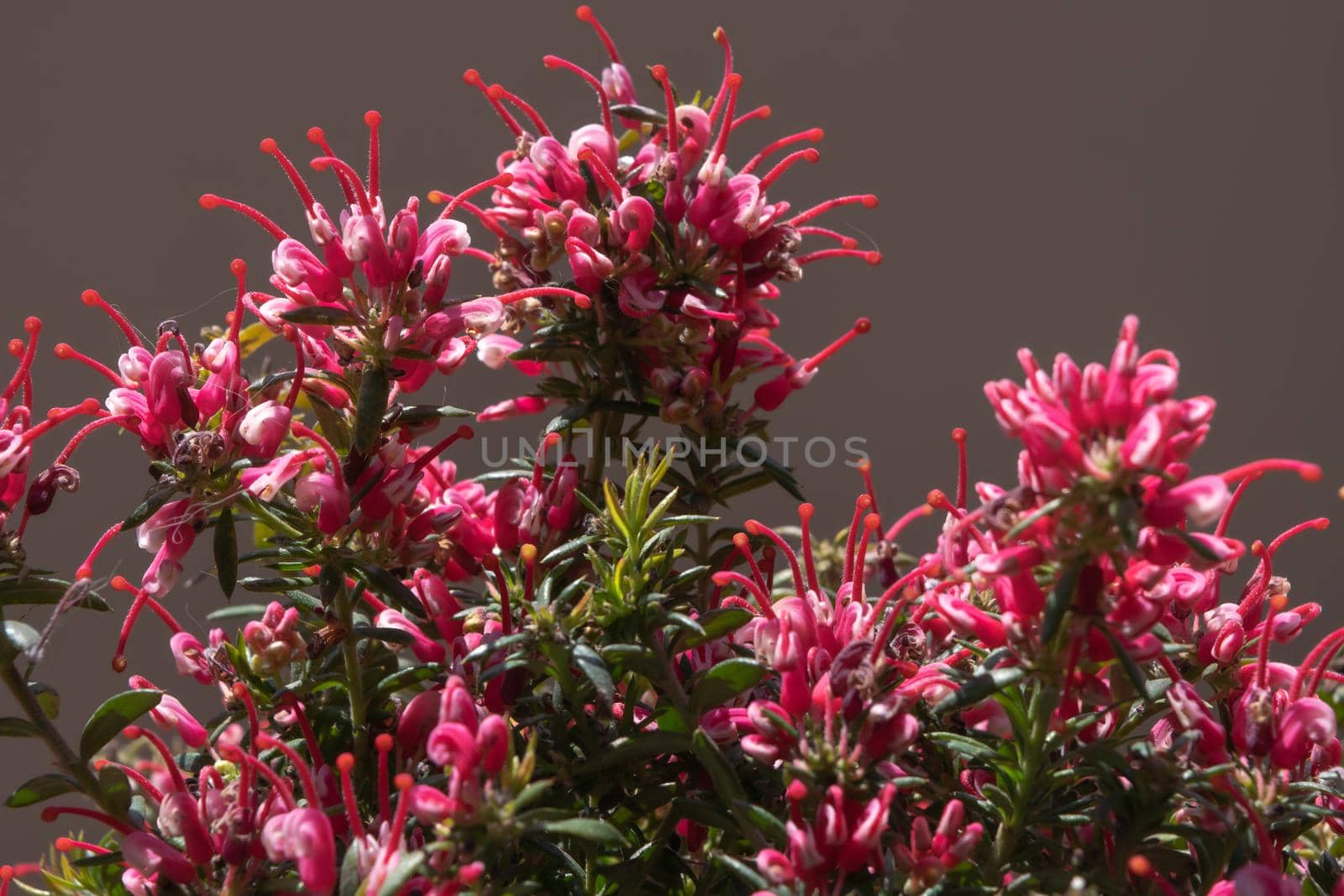 Close-up of a wonderful plant of Justicia carnea, with its characteristic colorful flowers.