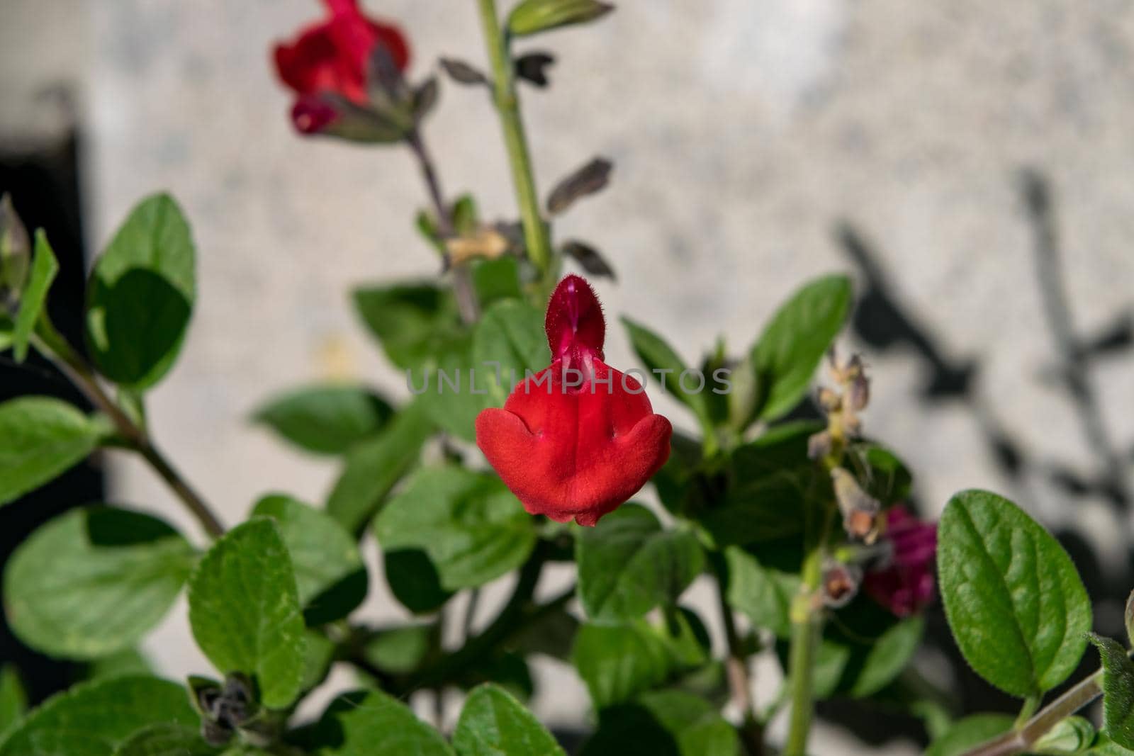 Close-up of a wonderful plant of sage microphylla, with its characteristic colorful flowers.