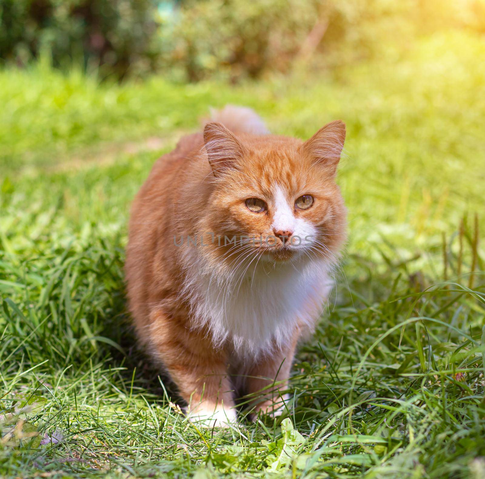 Red cat on the green grass . A pet. An ordinary cat. Cat on a walk. Walking Pets. Fear in the eyes of the animal. Photos for printed products. Light on the photo