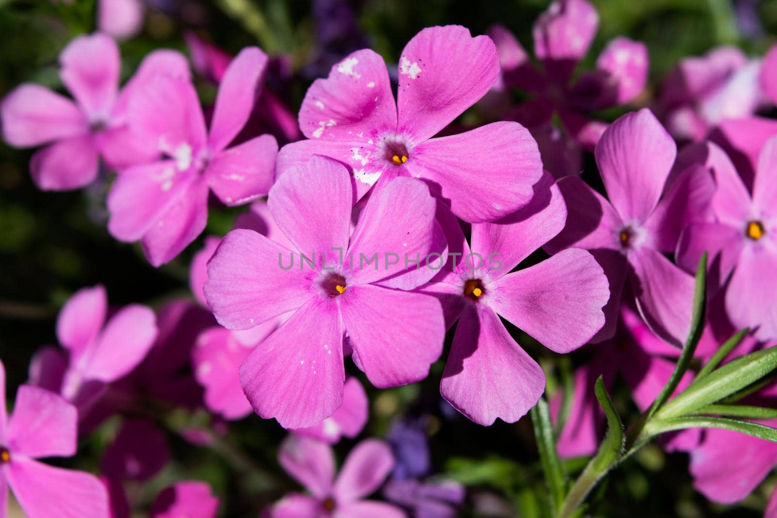 Close-up of a wonderful plant of Phlox paniculata, with its characteristic colorful flowers.