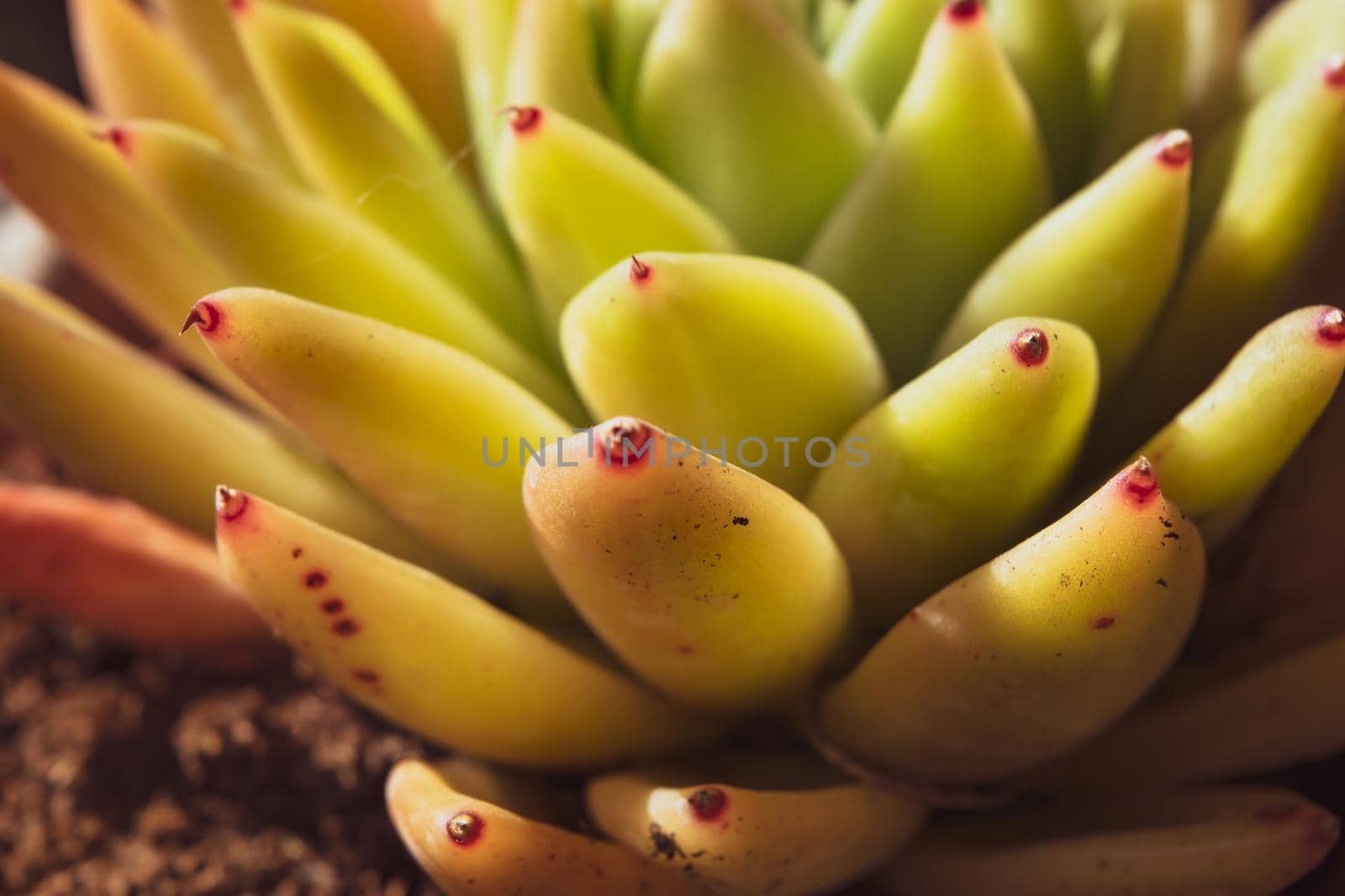 Close-up of a wonderful plant of sempervivum by silentstock639