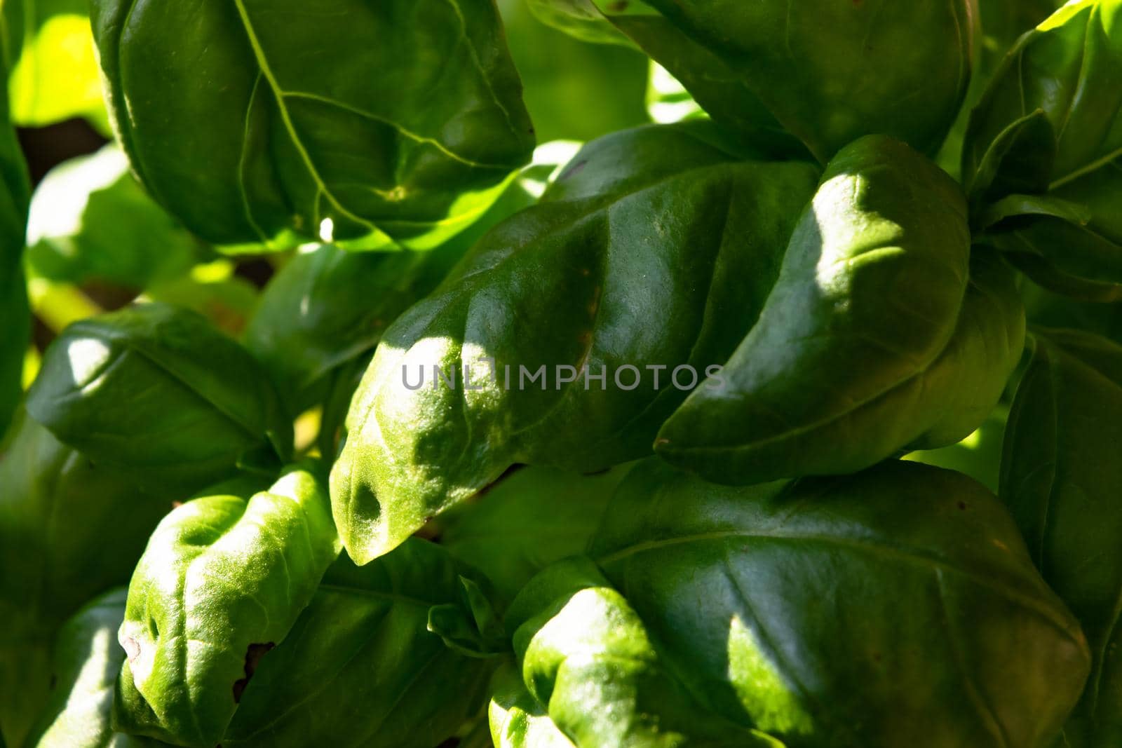 Close-up of a wonderful plant of basil, with its characteristic colorful leaves.