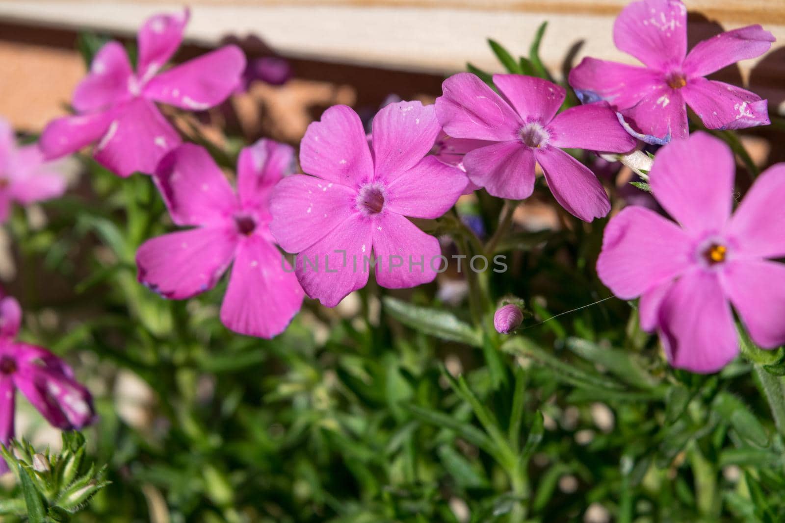 Close-up of a wonderful plant of Phlox paniculata by silentstock639
