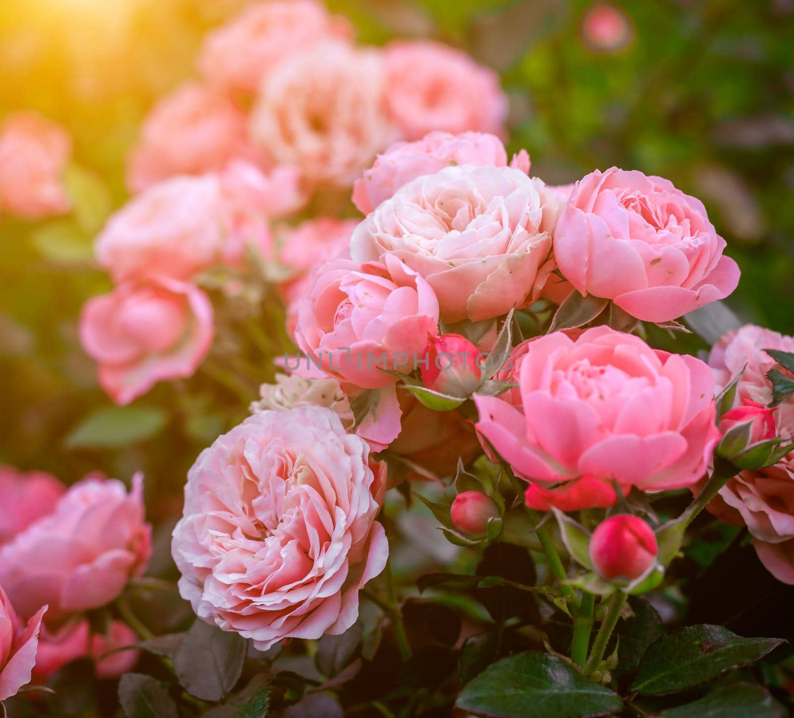Lush Bush roses with lighting . Beautiful rose. Article about caring for roses. The shrub flowers. Photos for printed products. Pink flowers. Illumination in the photo.