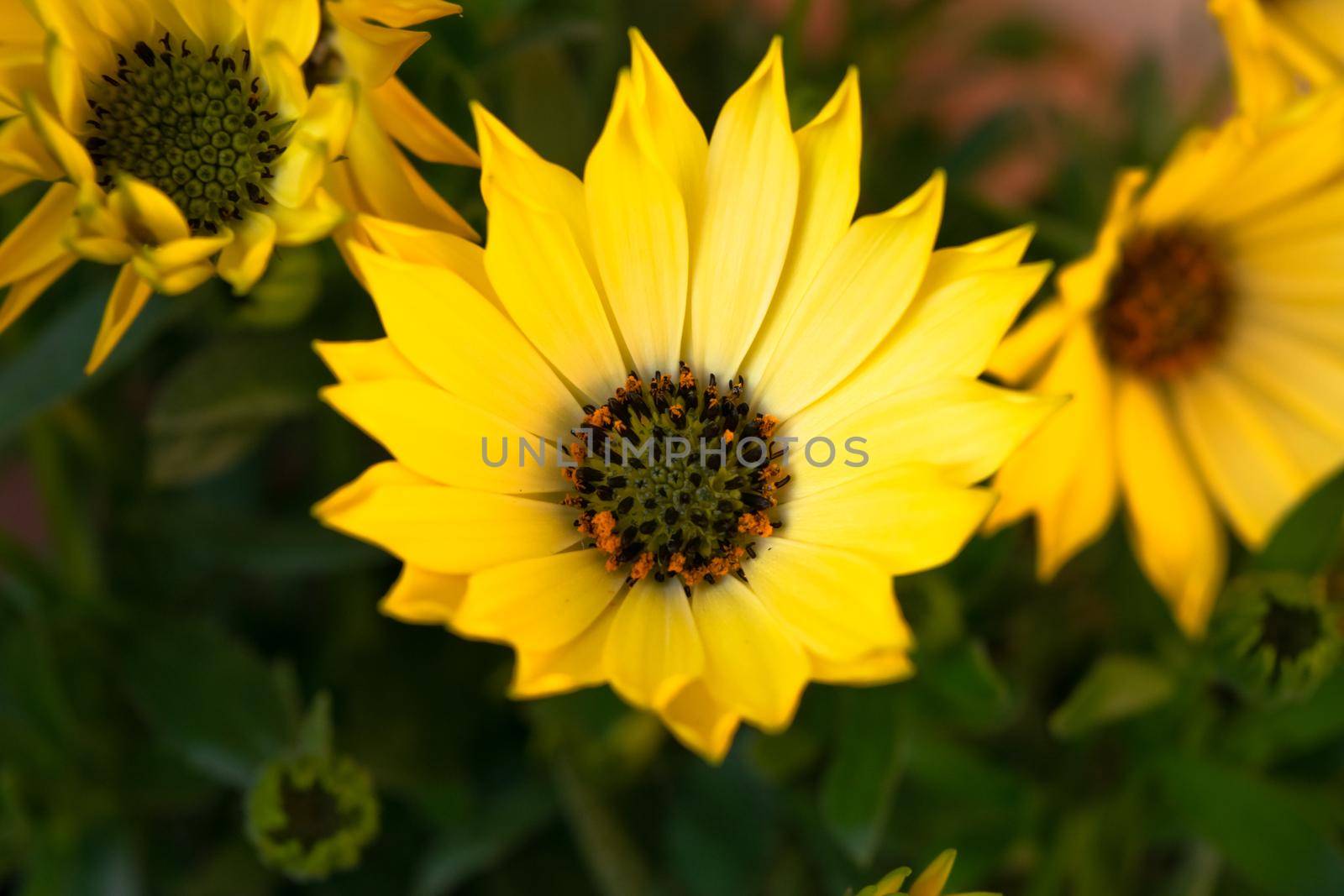 Close-up of a wonderful plant of helianthus debilis, with its characteristic colorful flowers.