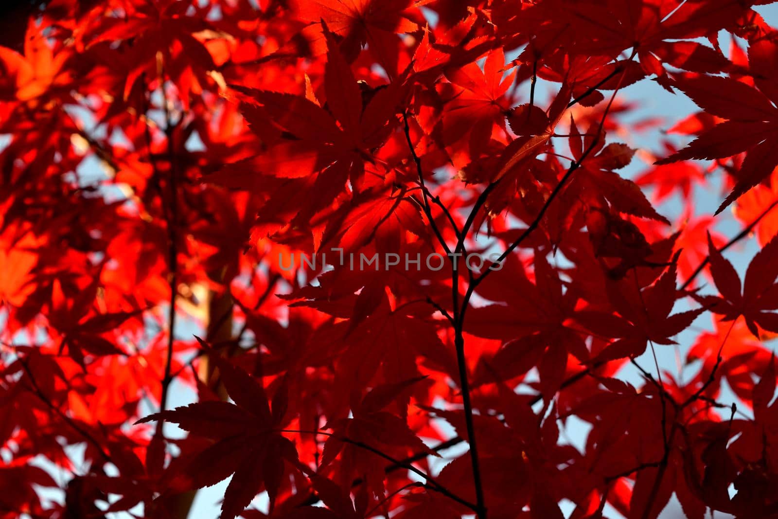 Close up of Japanese palmate maple with its distinctive red leaves during the fall season.