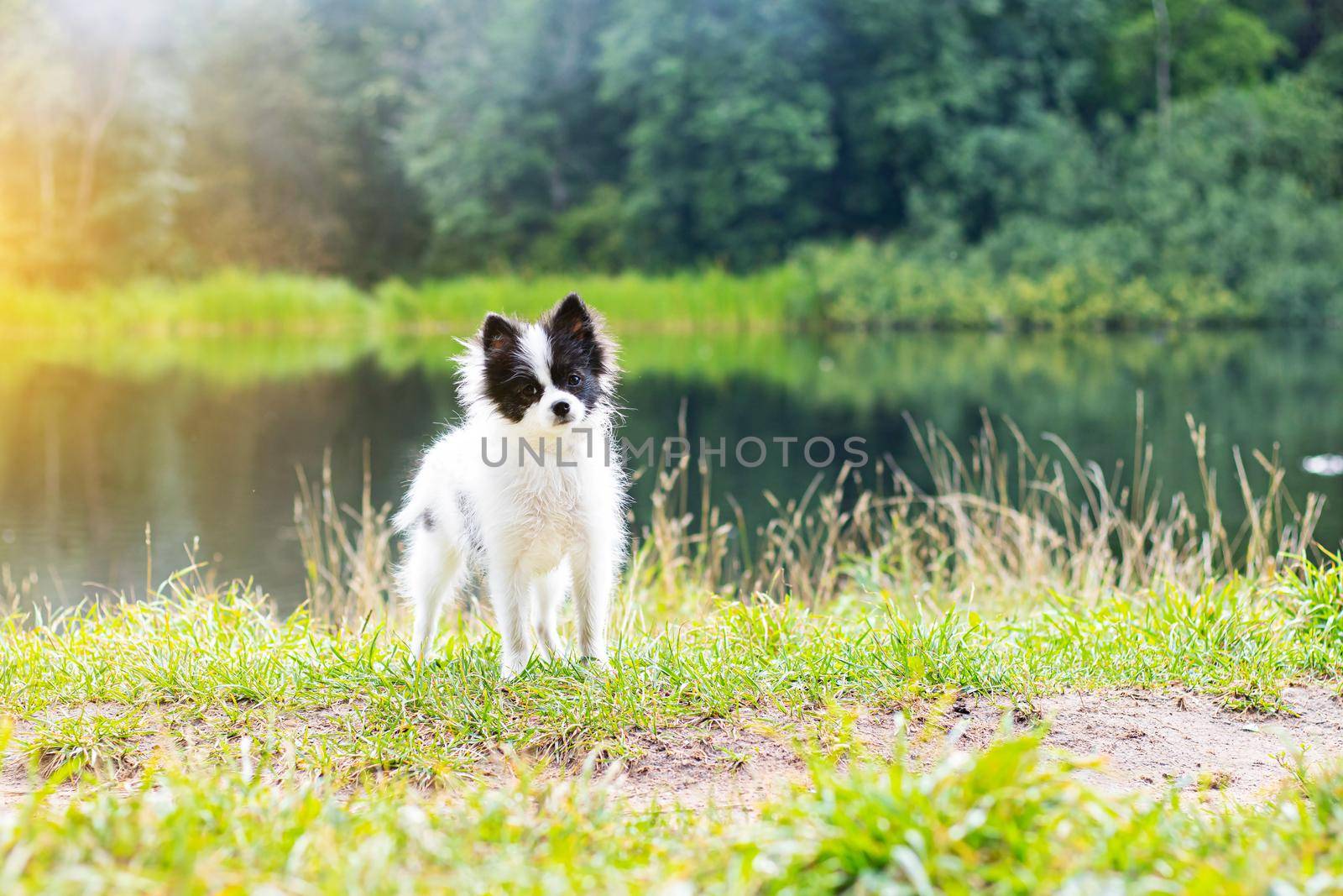 Little Pomeranian on a walk . Small dog. Puppy. A pet. Dog on a walk in the summer. Summer Park. Black and white color. Article about Pets . by alenka2194