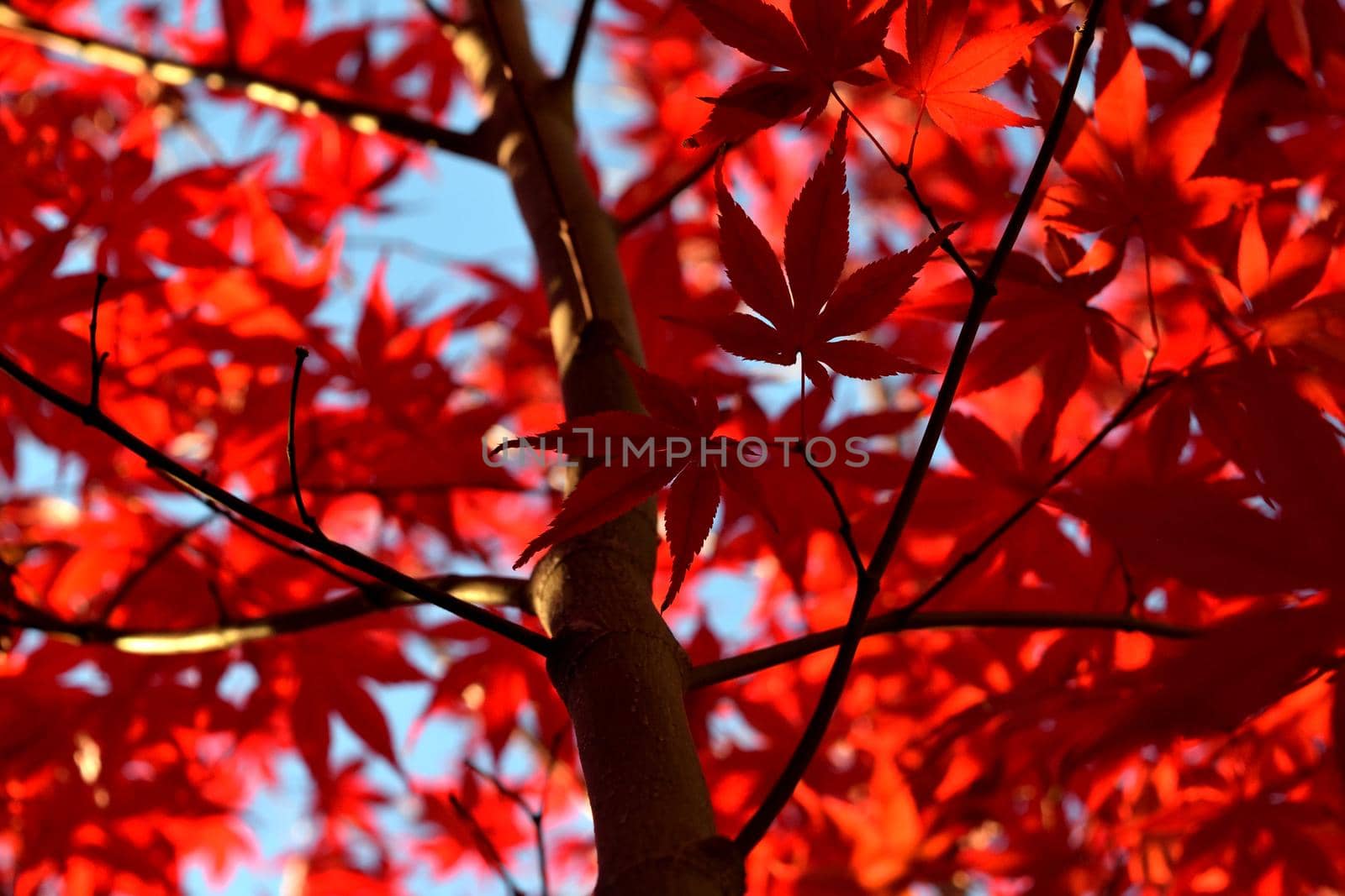 Japanese palmate maple with its distinctive red leaves during the fall season. by silentstock639