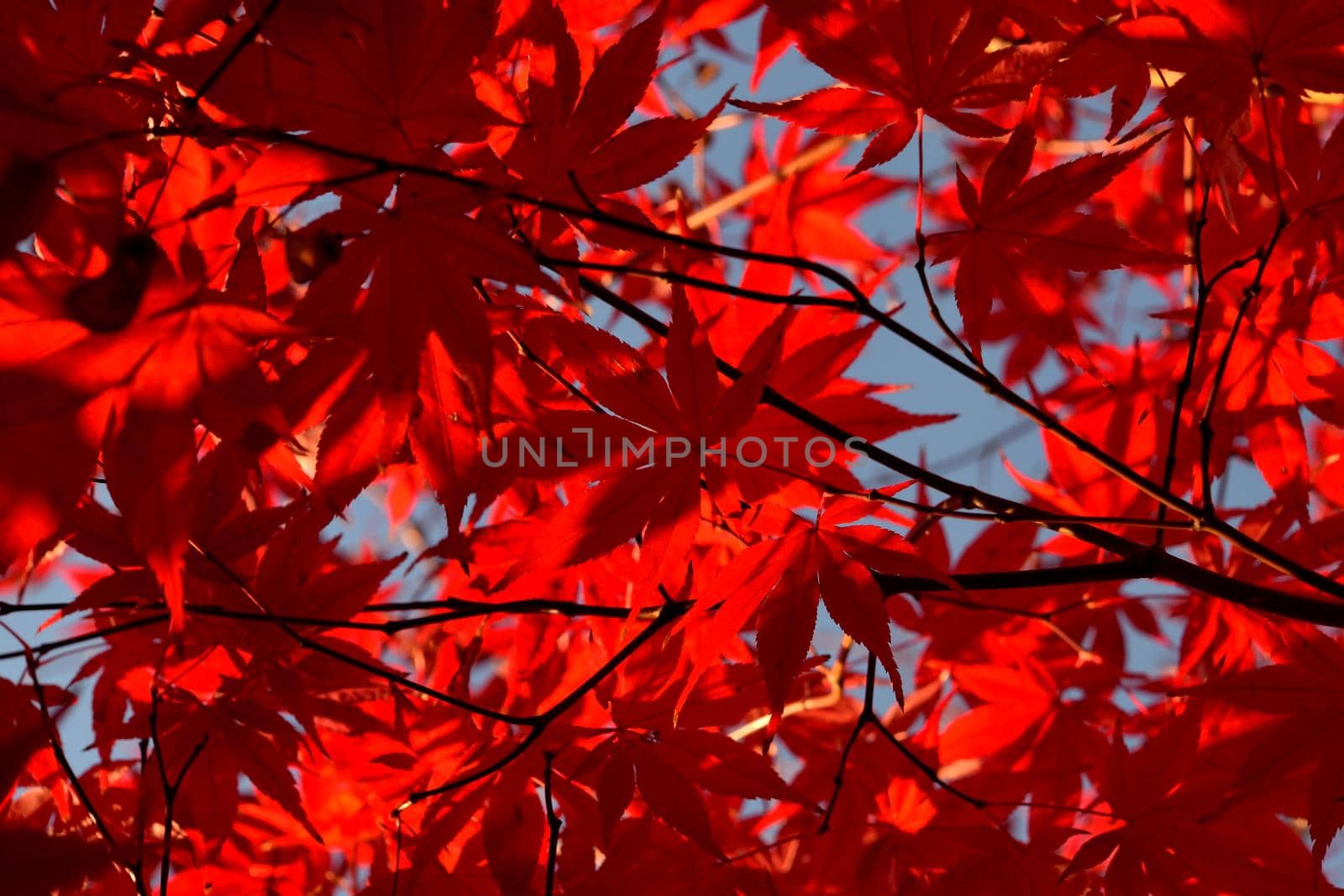 Close up of Japanese palmate maple with its distinctive red leaves during the fall season.