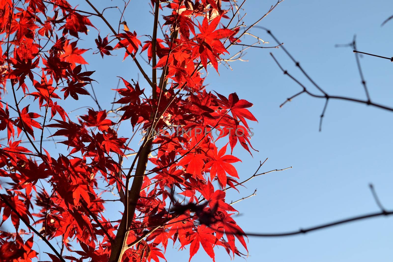 Japanese palmate maple with its distinctive red leaves during the fall season. by silentstock639