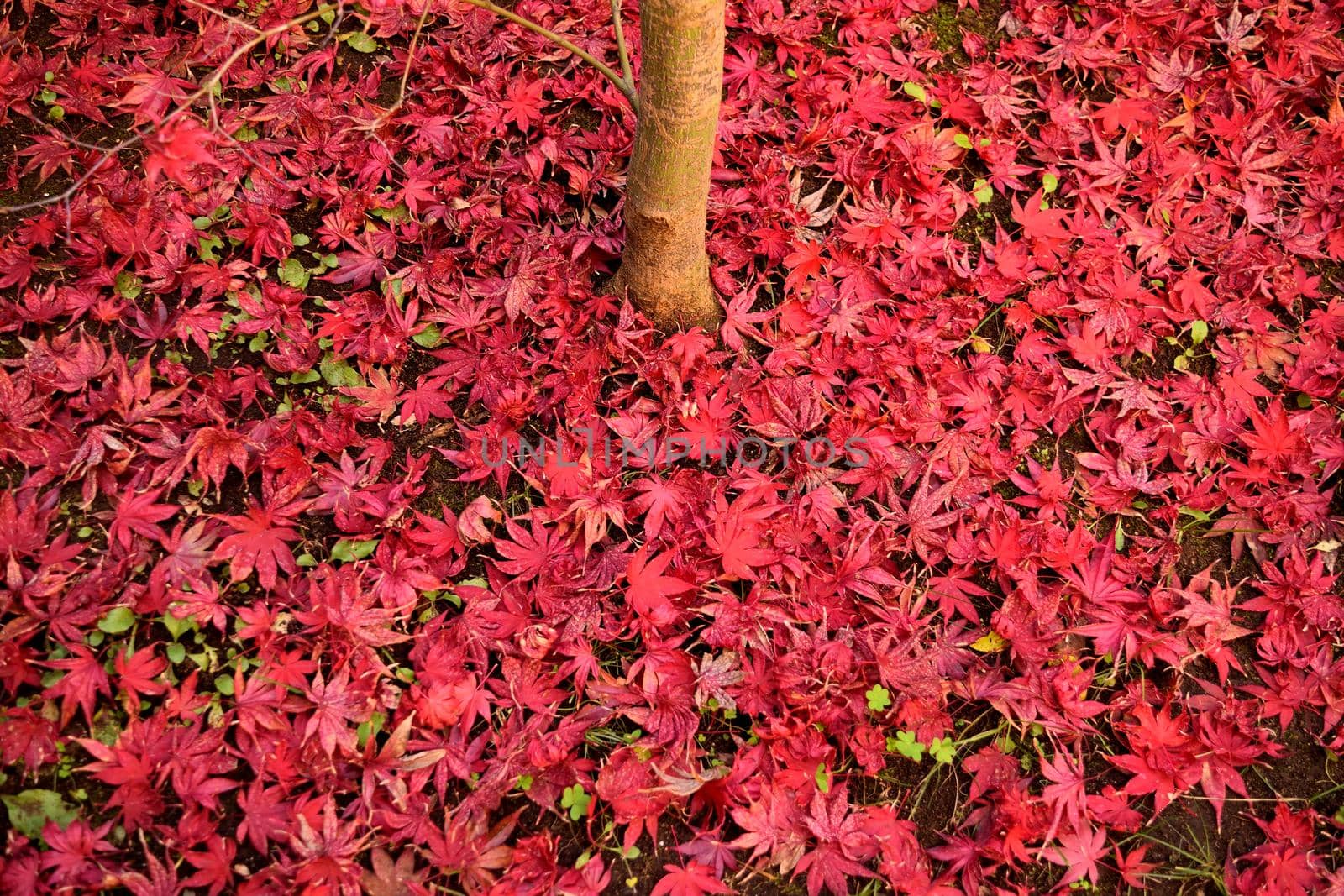 Closeup of Japanese maple leaves with classic fall colors falling to the ground.