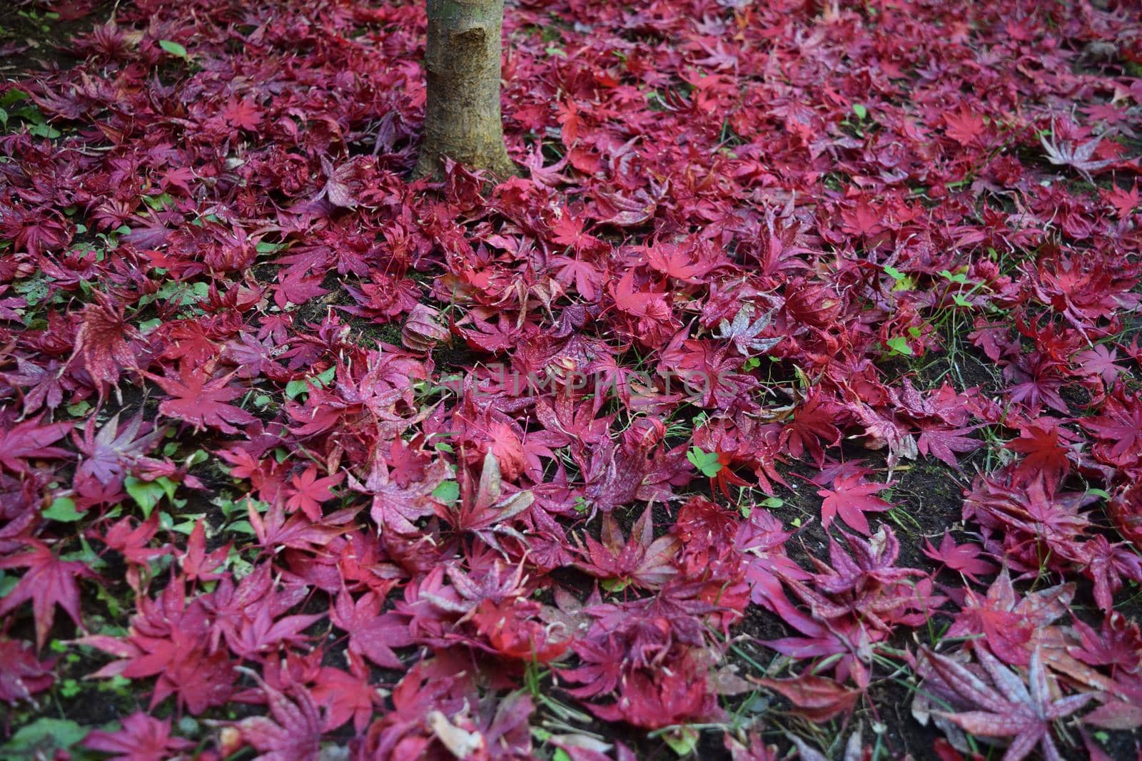 Closeup of Japanese maple leaves with classic fall colors falling to the ground.