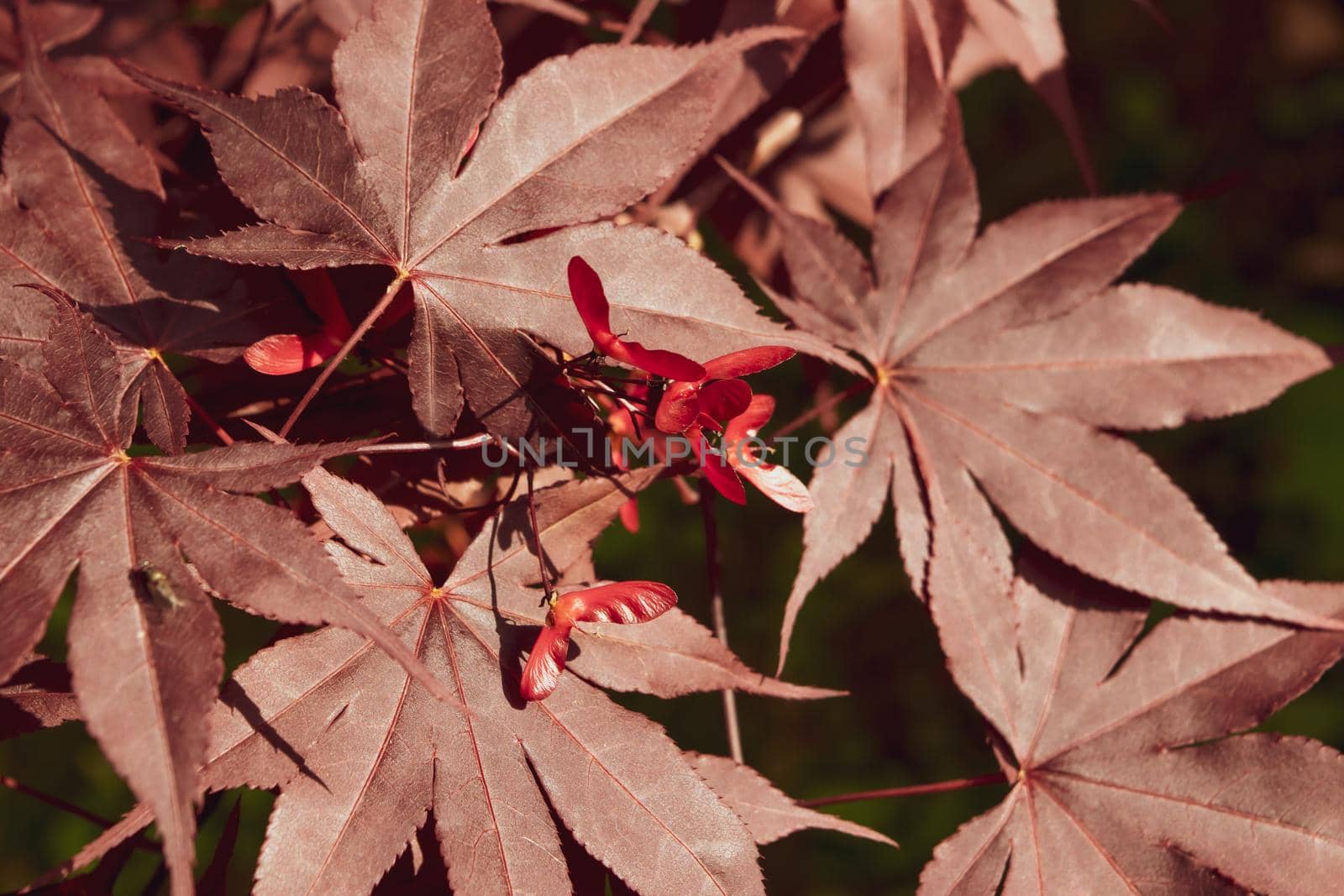 Close up of Japanese palmate maple with its distinctive red leaves by silentstock639