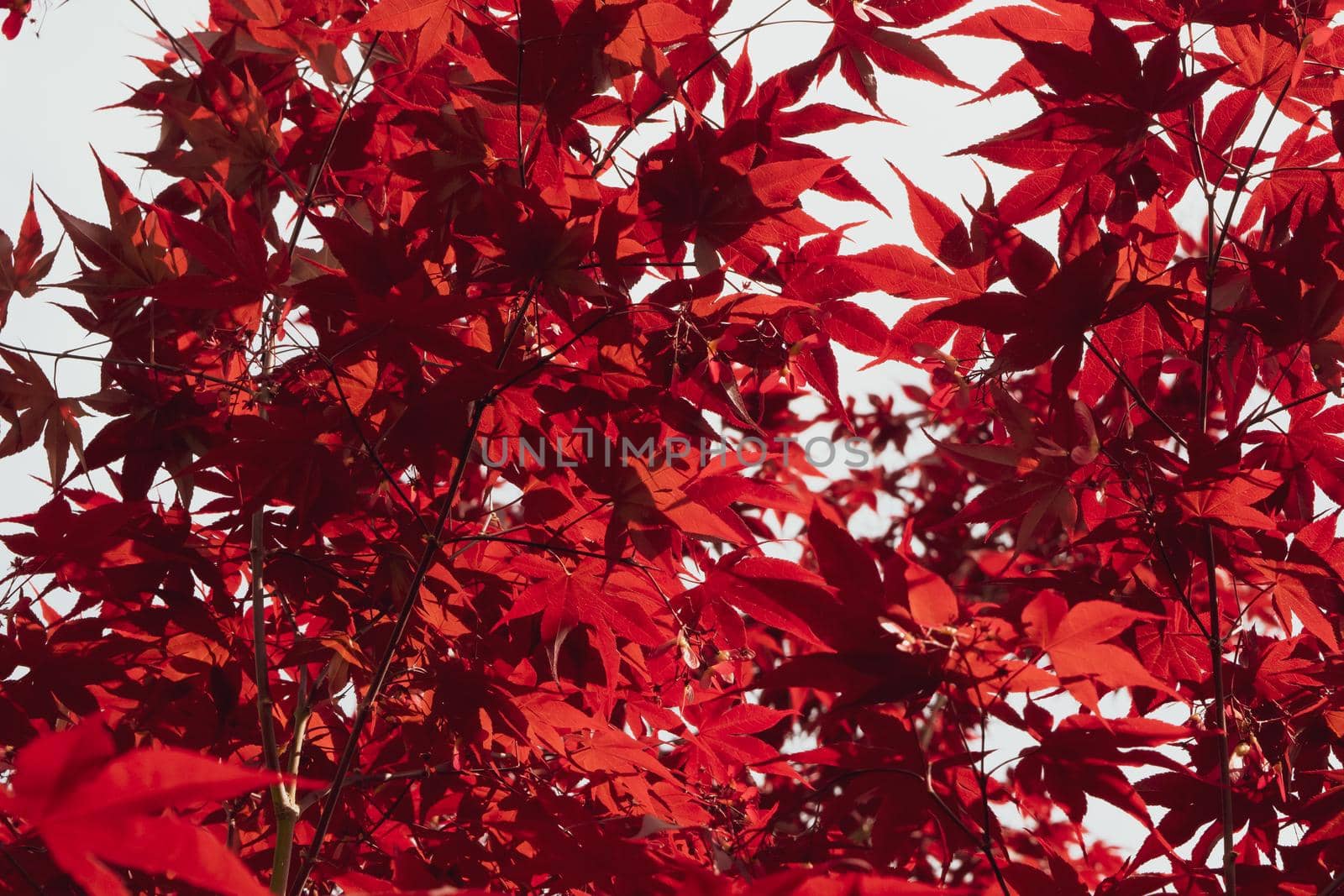 Close up of Japanese palmate maple with its distinctive red leaves by silentstock639
