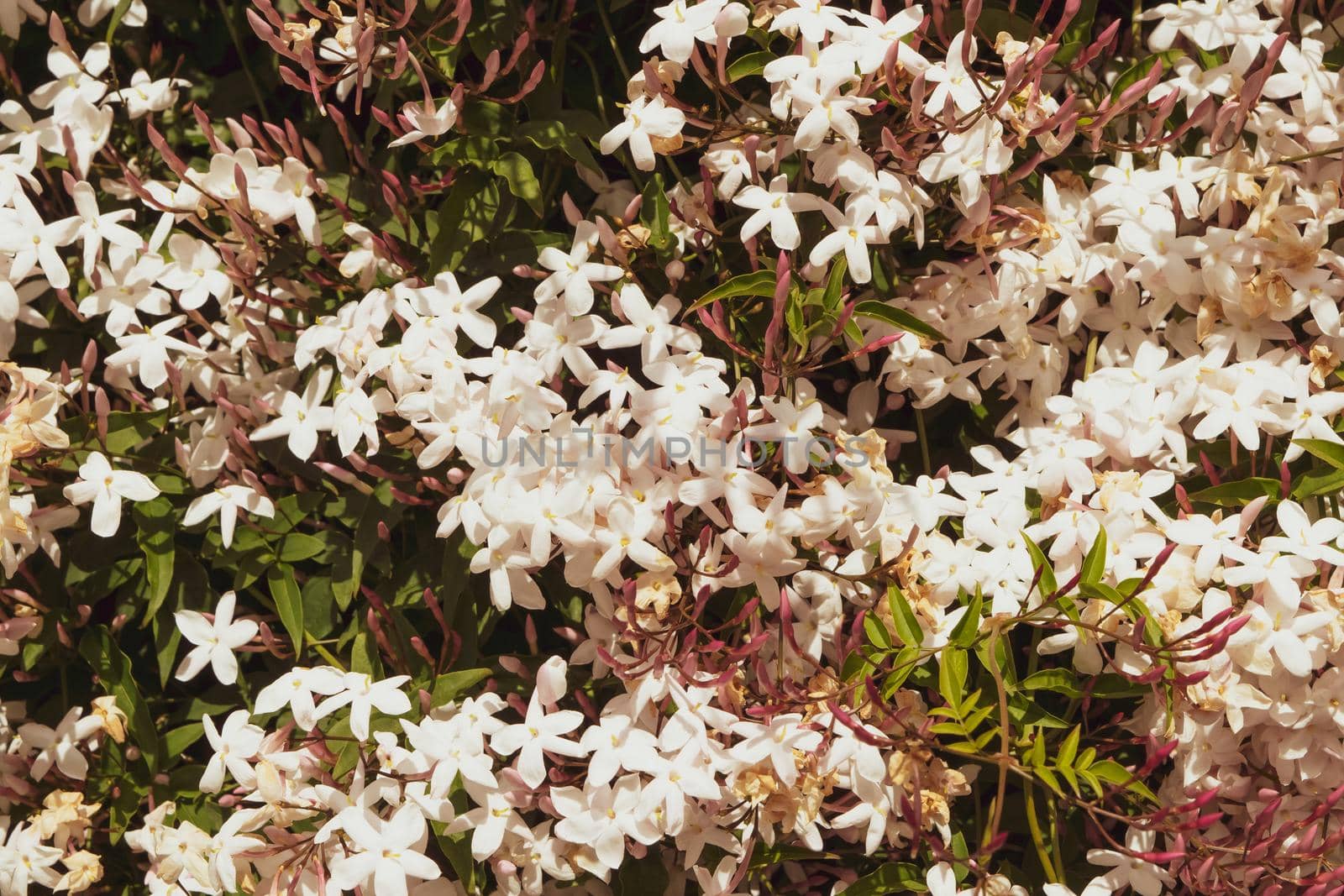 Close-up of a wonderful plant of jasmine, with its characteristic white flowers.