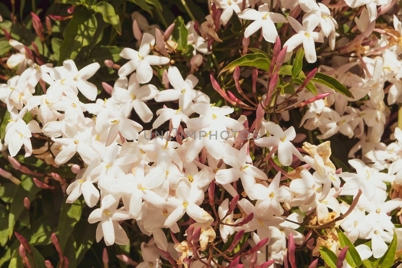 Close-up of a wonderful plant of jasmine, with its characteristic white flowers.