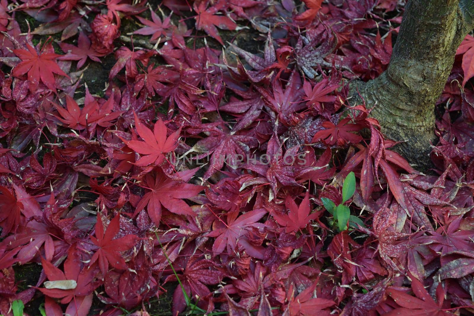 Closeup of Japanese maple leaves with classic fall colors. by silentstock639