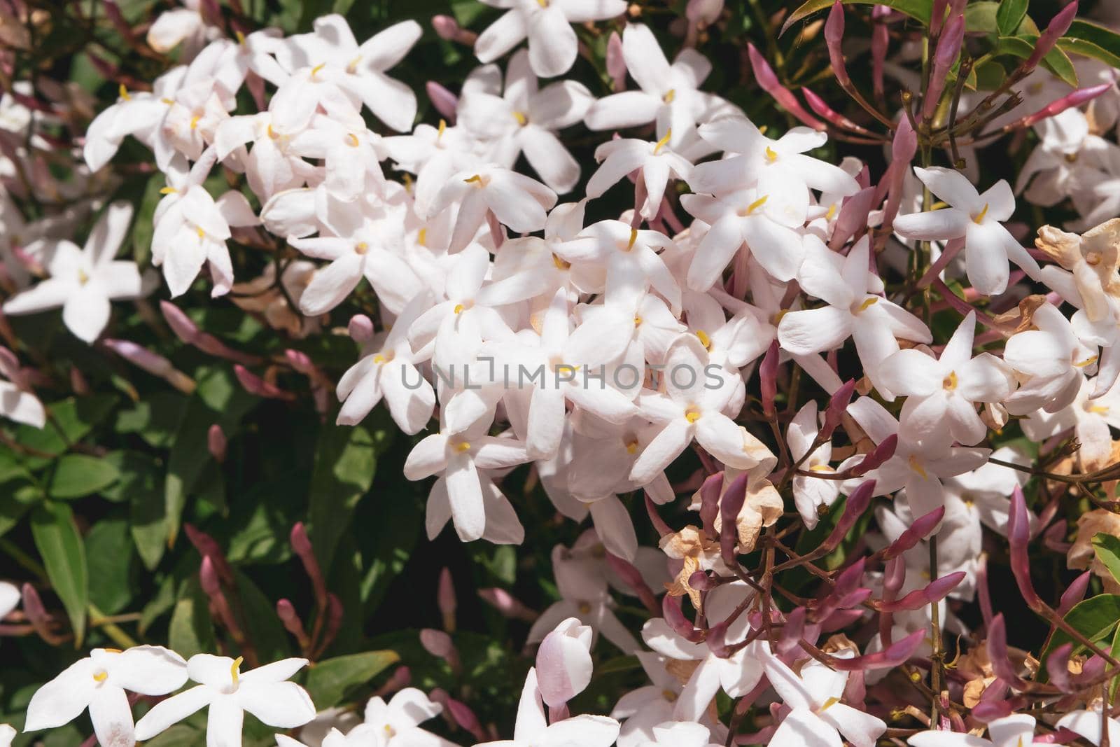 Close-up of a wonderful plant of jasmine, with its characteristic white flowers.