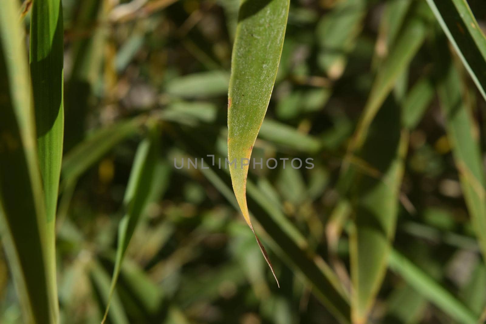 Close-up of a particular variety of bamboo called Fargesia rufa by silentstock639