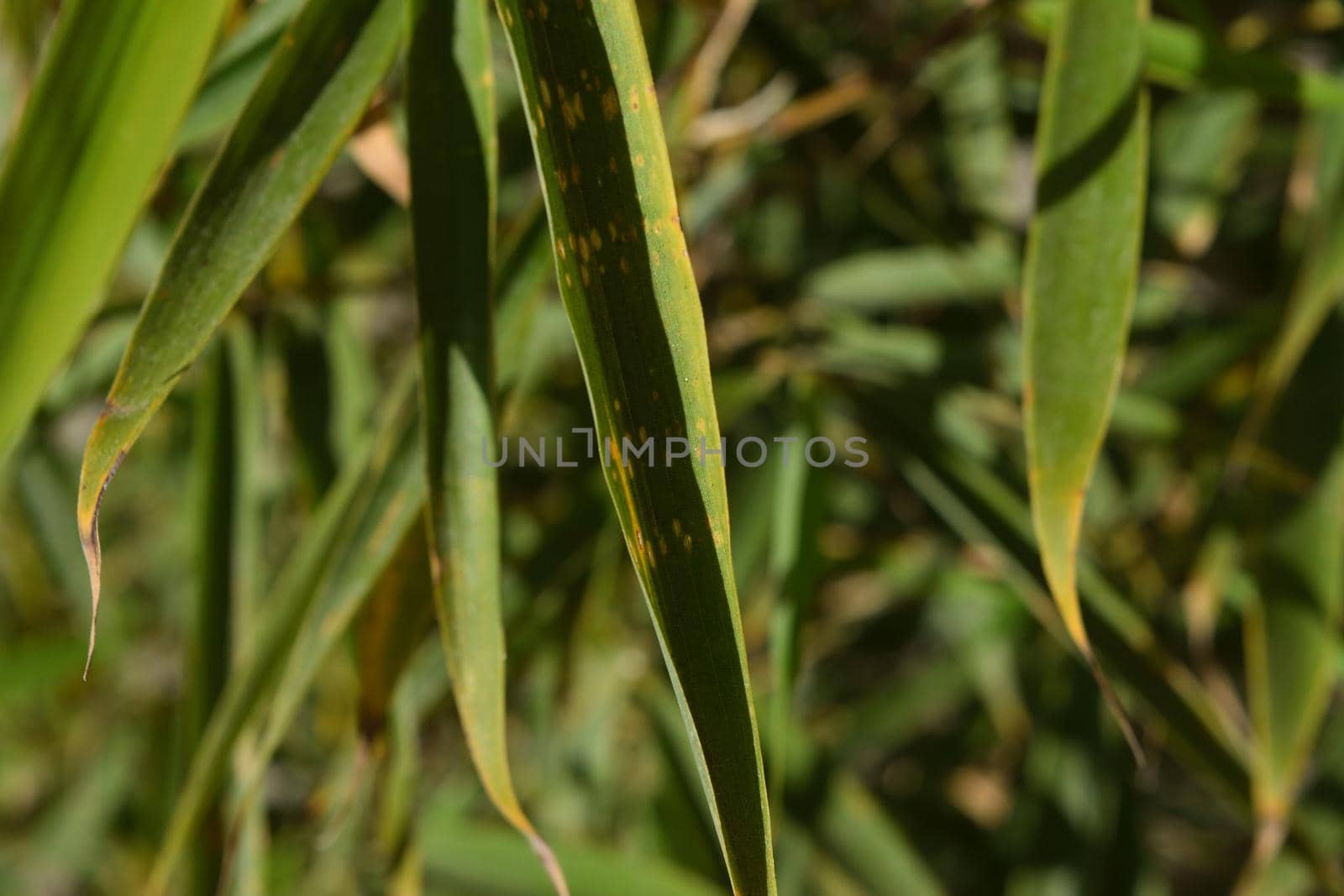 Close-up of a particular variety of bamboo called Fargesia rufa by silentstock639