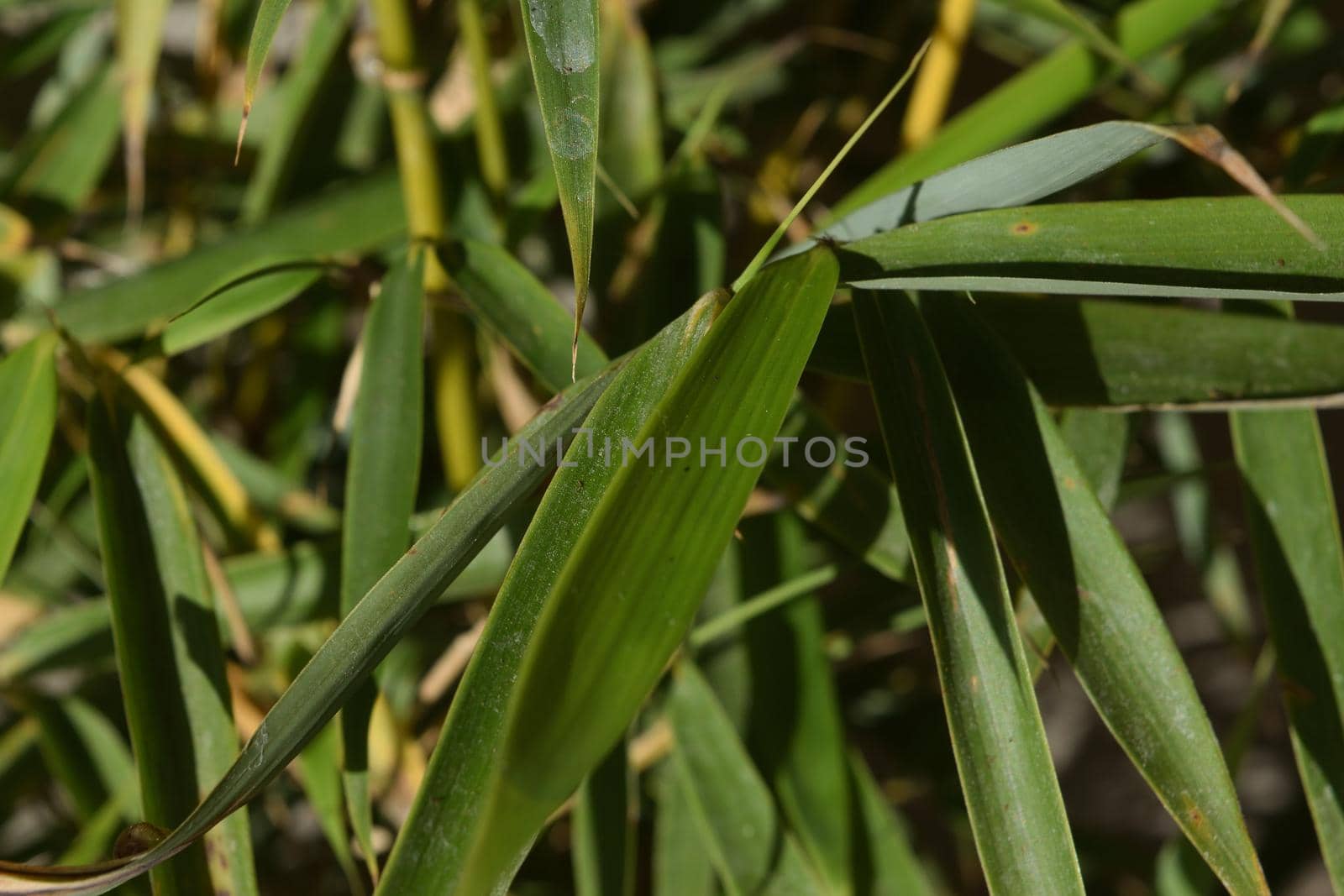 Close-up of a particular variety of bamboo called Fargesia rufa by silentstock639