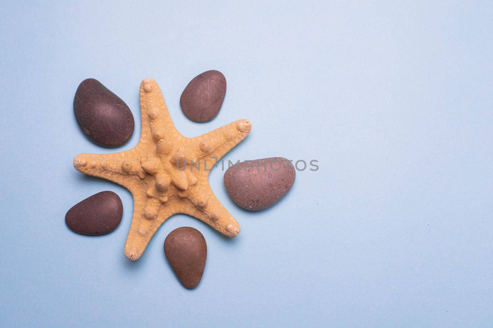 Seashells on a blue background . Large seashells. Sea shells. Copy space. Blue background