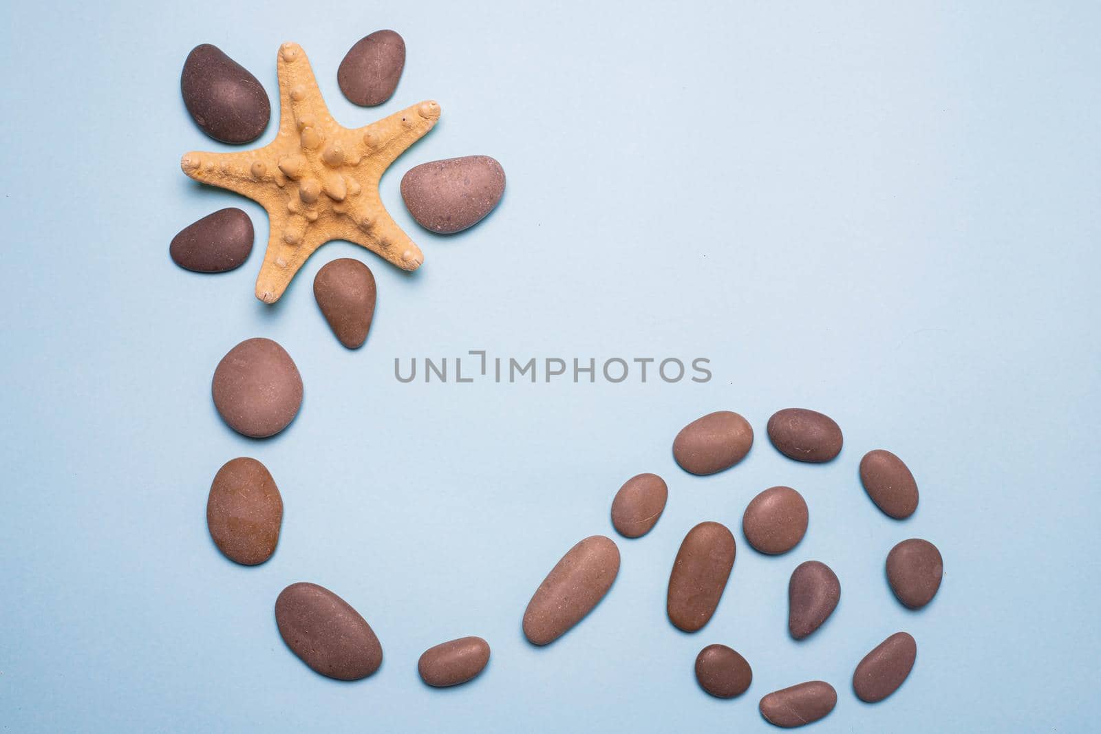 Seashells on a blue background . Large seashells. Sea shells. Copy space. Blue background