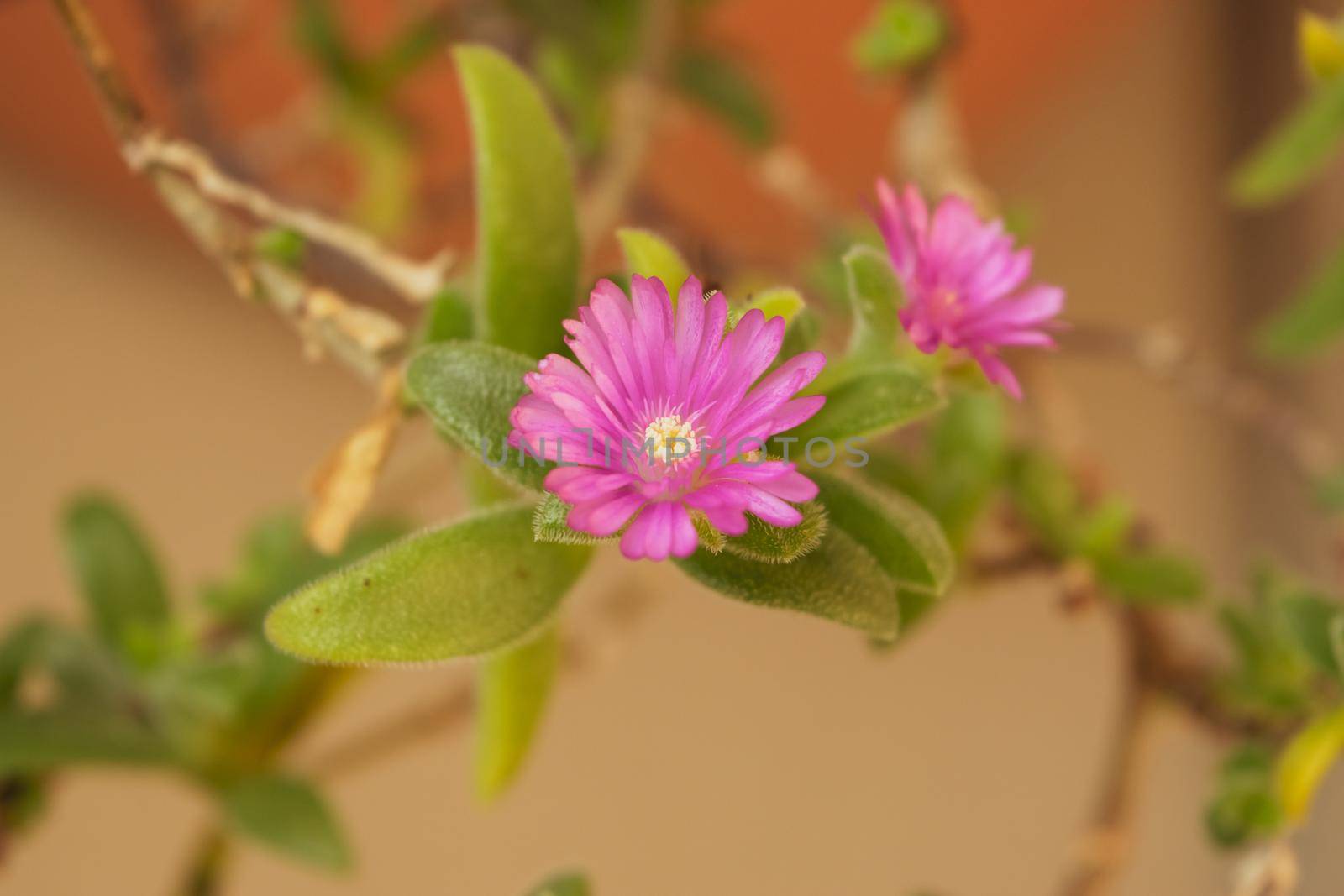 A close up of delosperma cooperi plant by silentstock639