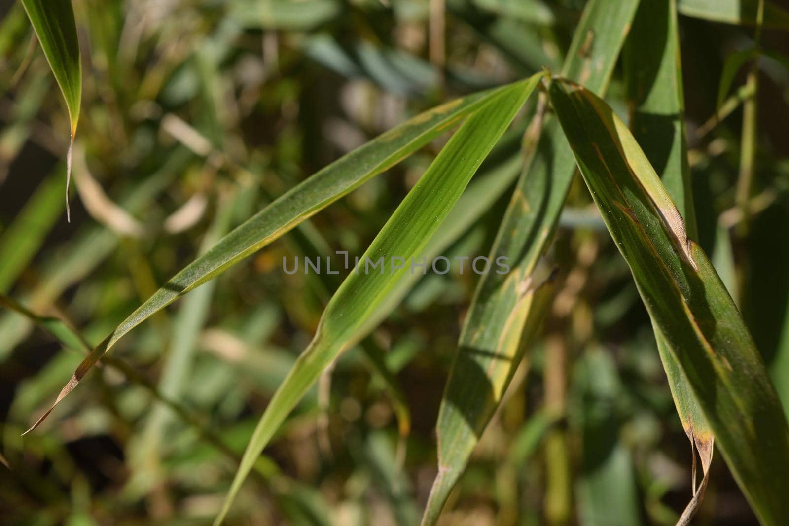 Close-up of a particular variety of bamboo called Fargesia rufa Green Panda