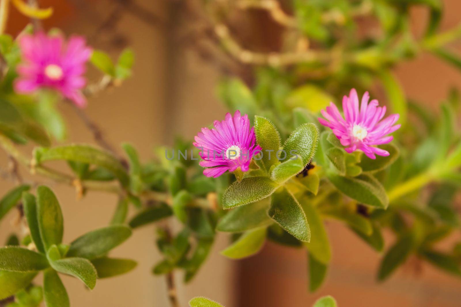 A close up of delosperma cooperi plant with its characteristic colored flowers