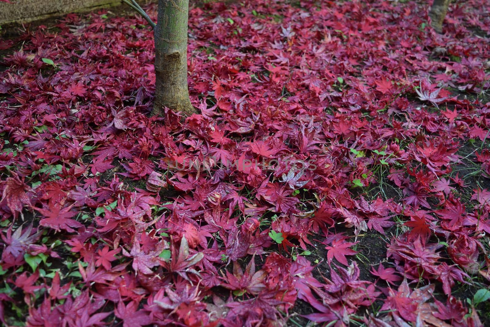 Closeup of Japanese maple leaves with classic fall colors falling to the ground.