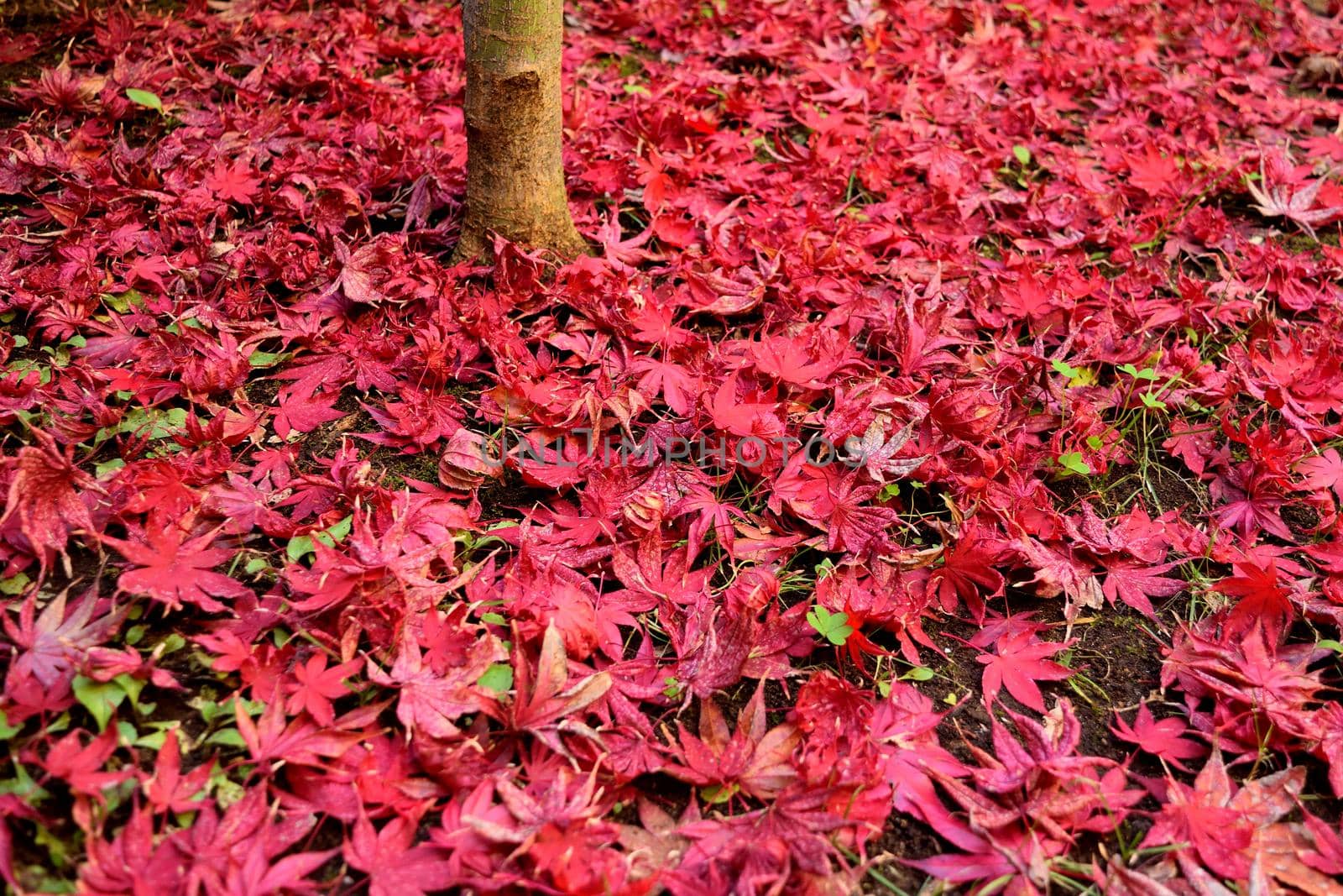 Closeup of Japanese maple leaves with classic fall colors falling to the ground.