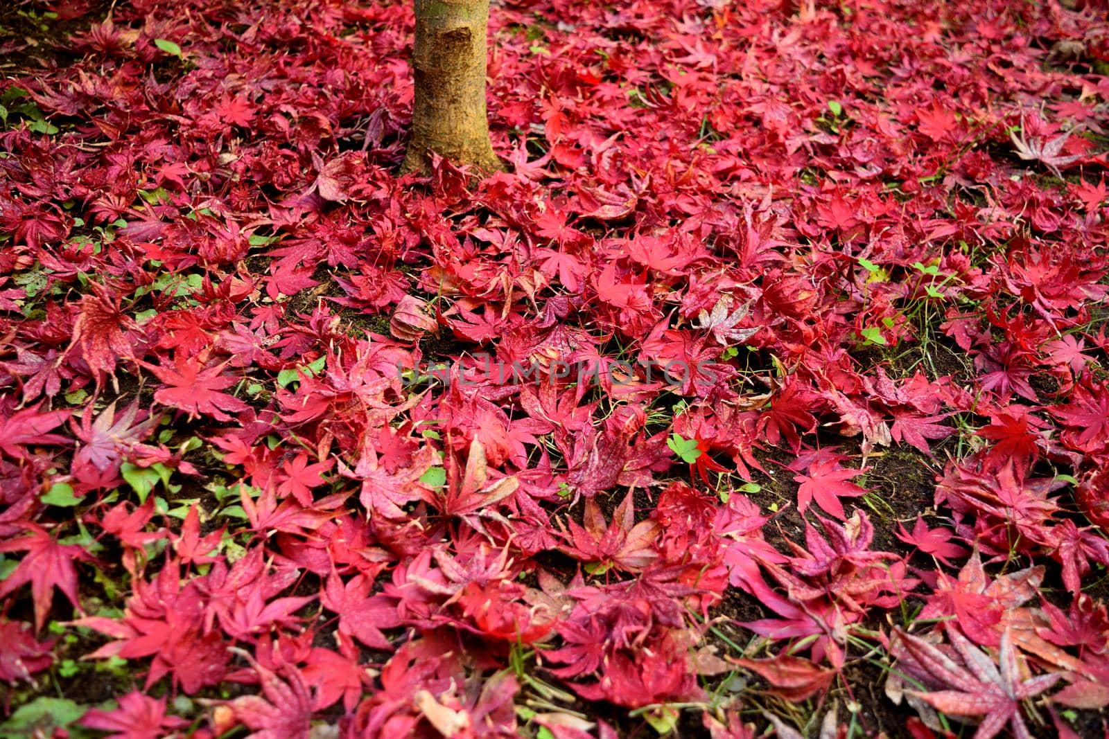 Closeup of Japanese maple leaves with classic fall colors. by silentstock639