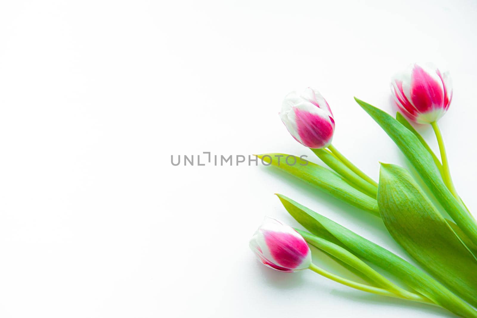 Bouquet of tulips on a white background . Banner with a place for the text. Colored flowers. Tulips. White background. Copy space
