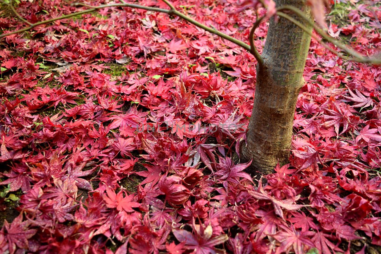 Closeup of Japanese maple leaves with classic fall colors falling to the ground.