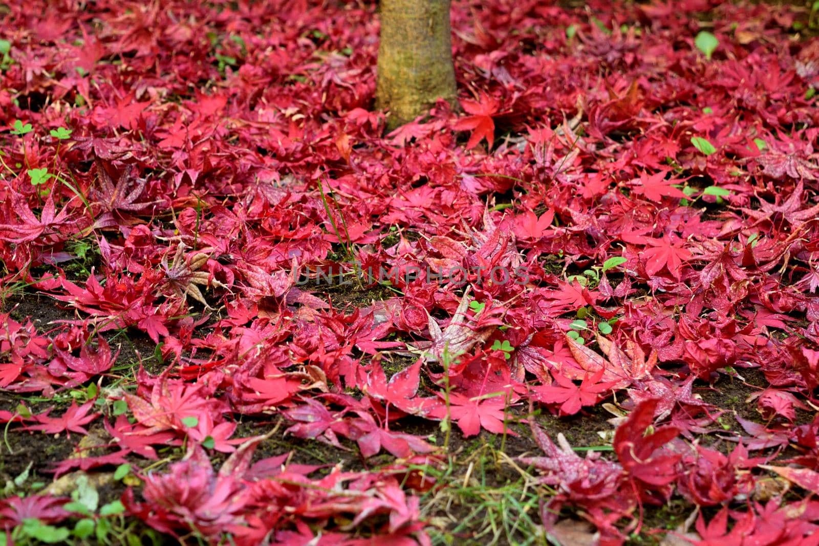 Closeup of Japanese maple leaves with classic fall colors. by silentstock639