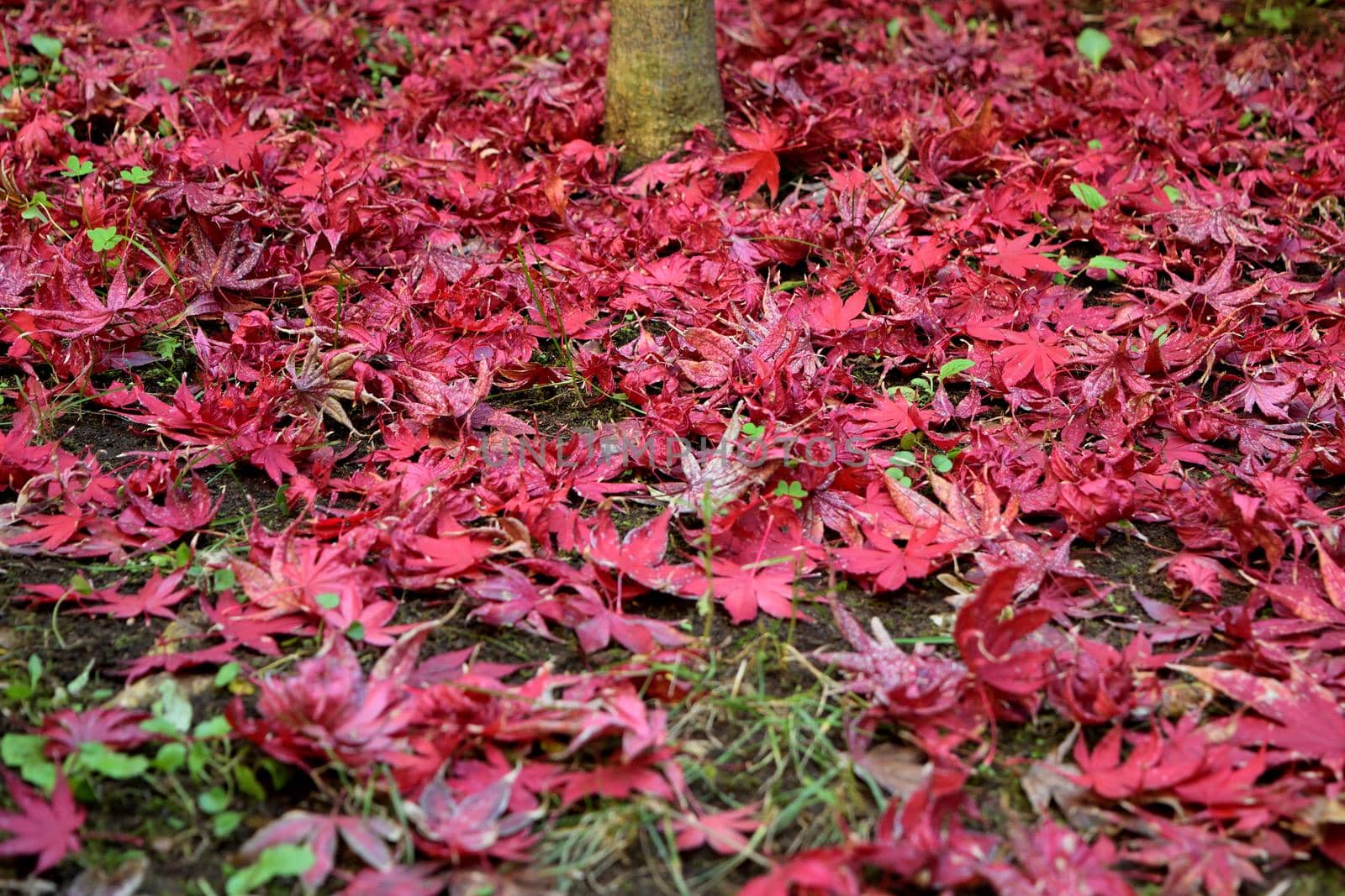 Closeup of Japanese maple leaves with classic fall colors. by silentstock639