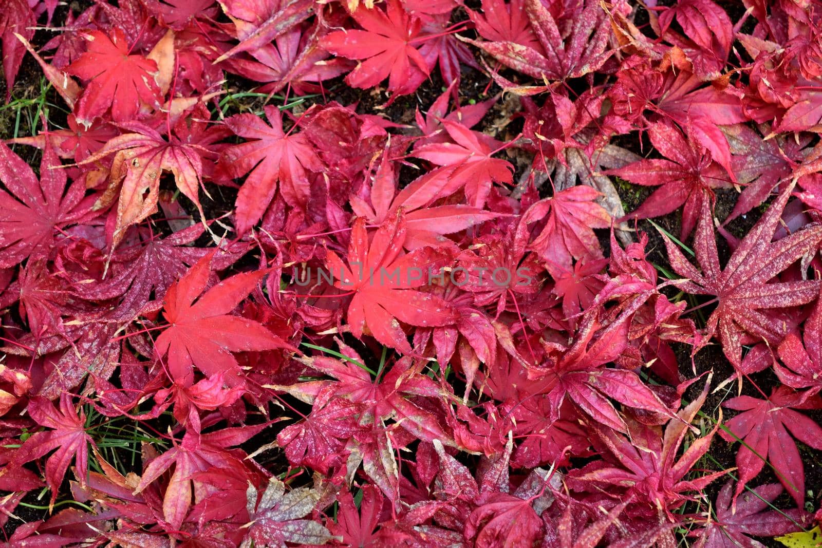 Closeup of Japanese maple leaves with classic fall colors. by silentstock639