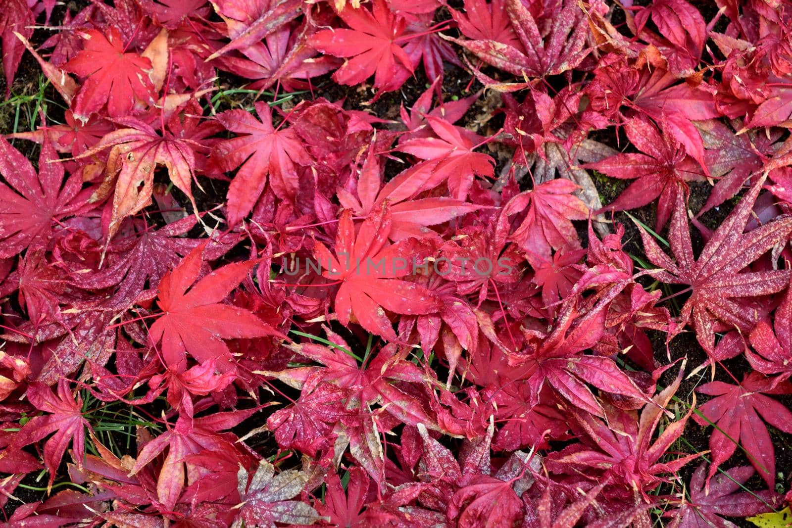 Closeup of Japanese maple leaves with classic fall colors falling to the ground.