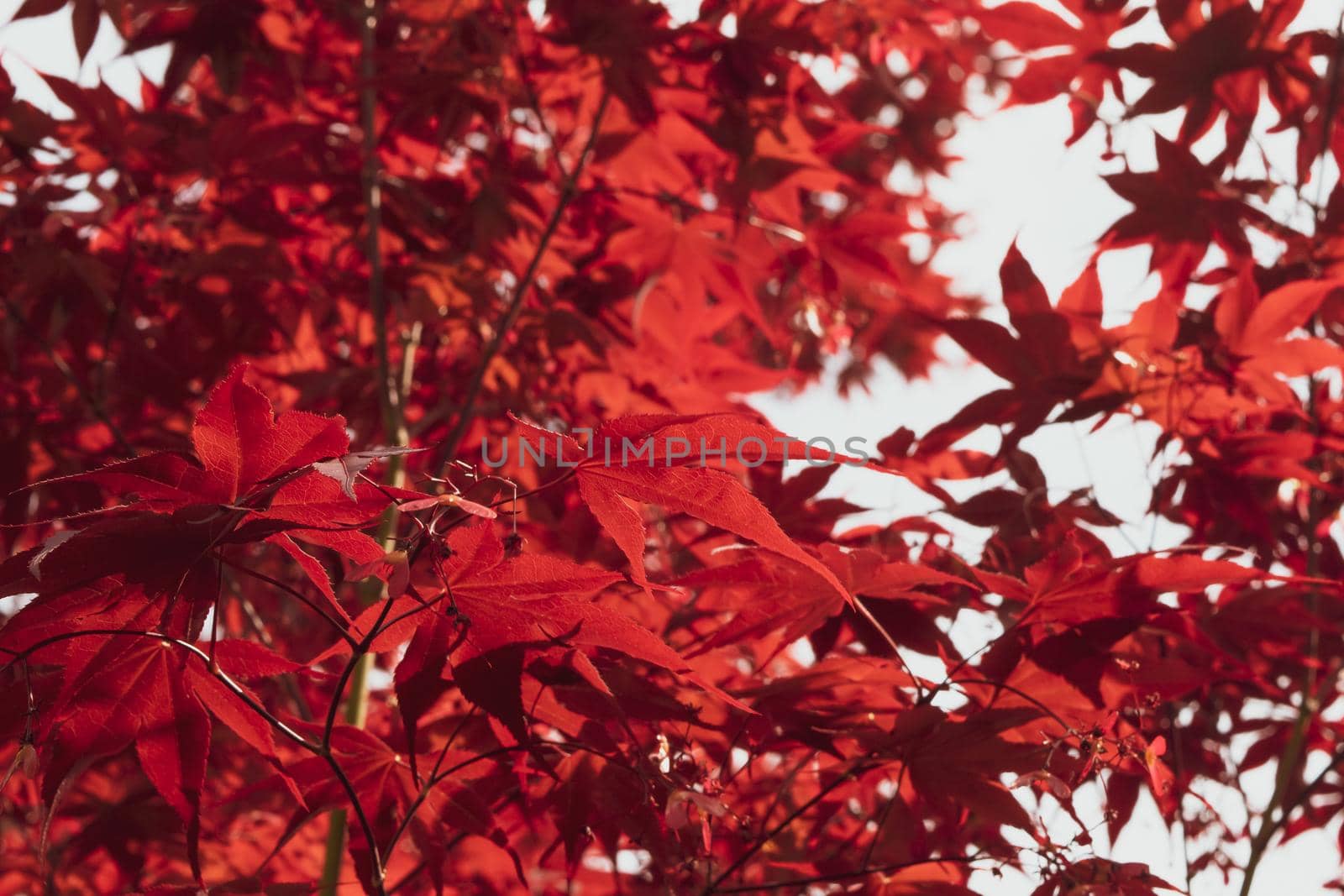 Close up of Japanese palmate maple with its distinctive red leaves by silentstock639