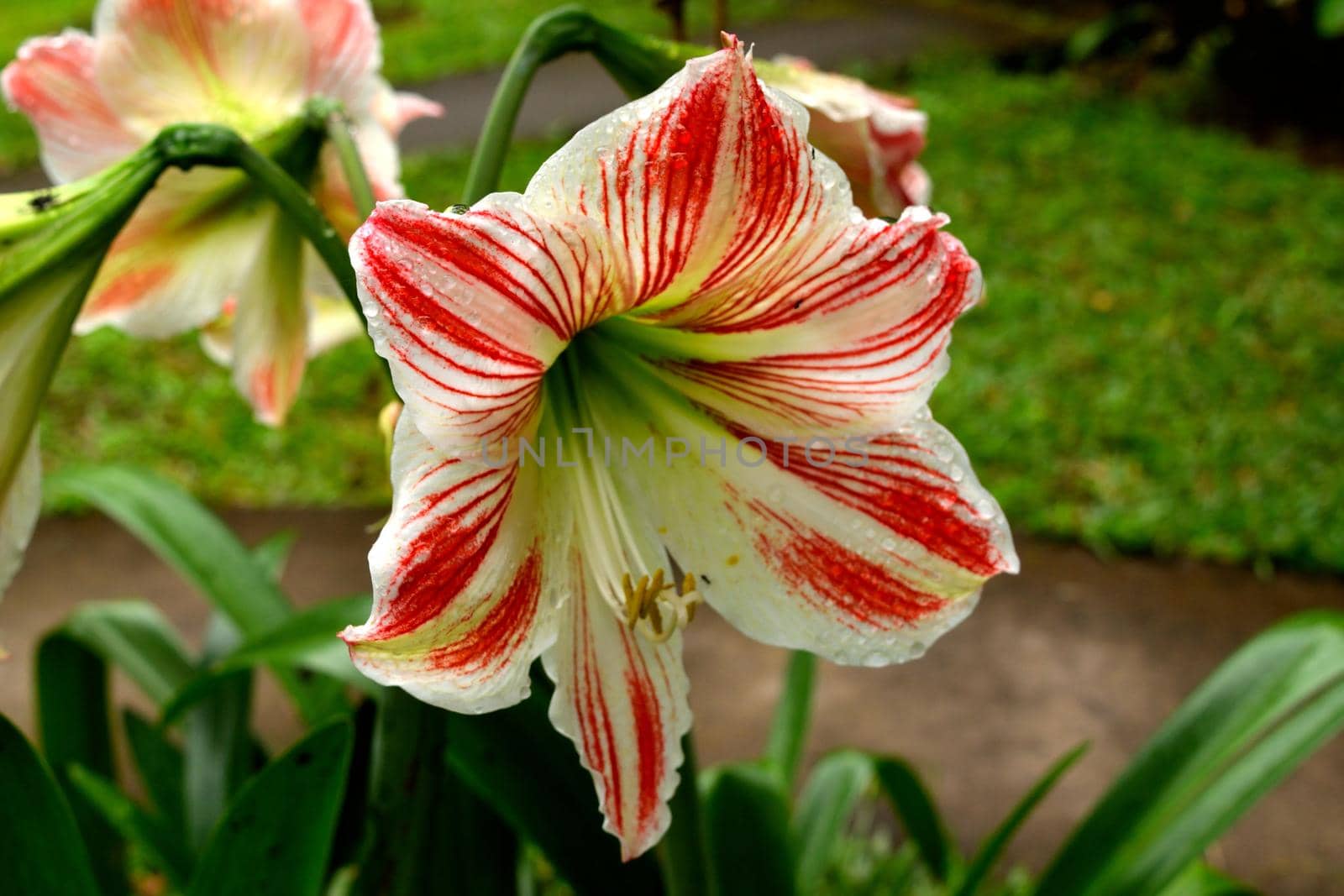 Closeup of a beautiful tropical flower in Bali by silentstock639