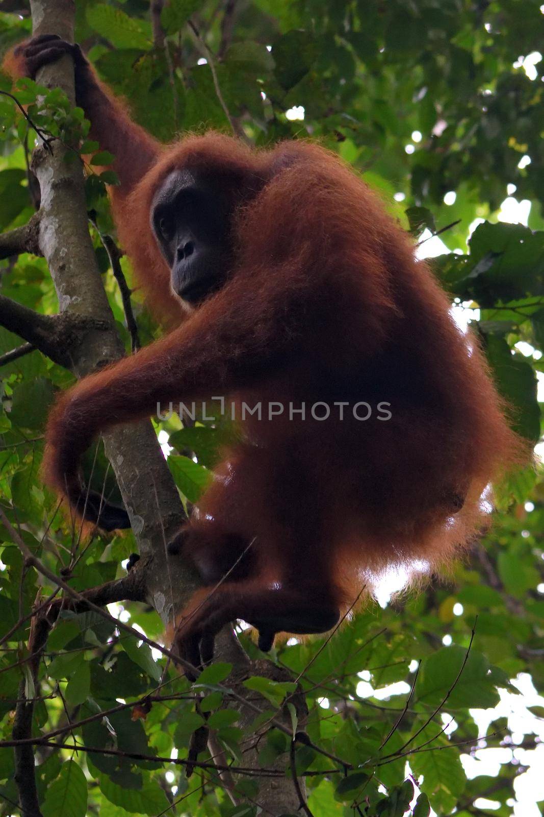 Sumatran Orangutans in Gunung Leuser National Park by silentstock639