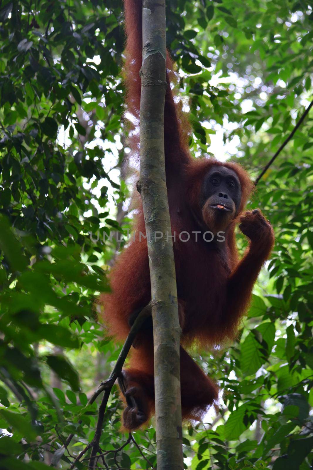 Sumatran Orangutans in Gunung Leuser National Park, Indonesia.