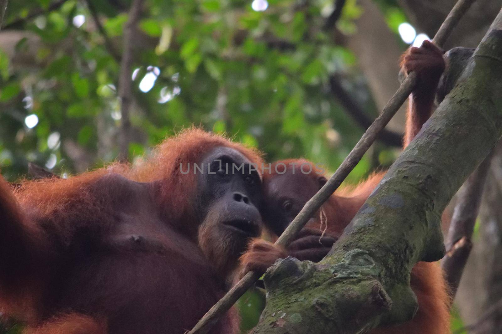 Sumatran Orangutans in Gunung Leuser National Park by silentstock639