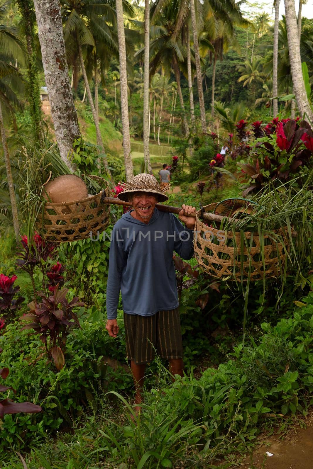 Rice terrace in Tegallang village in a wonderful day, Bali by silentstock639