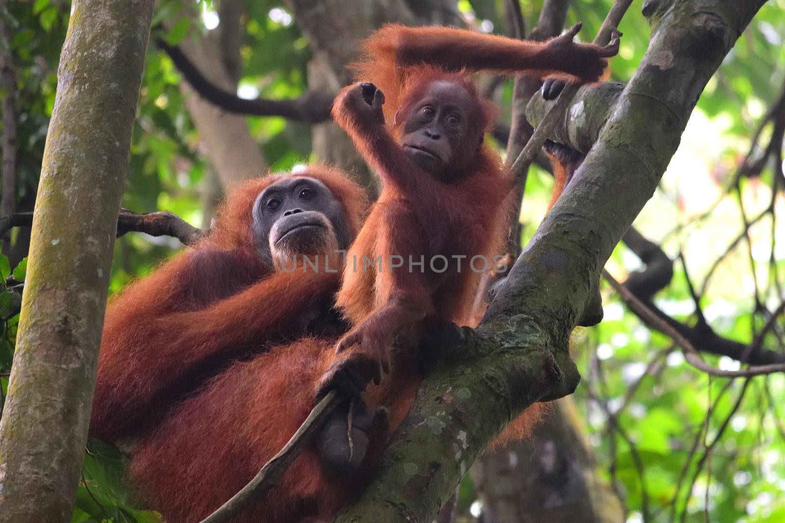 Sumatran Orangutans in Gunung Leuser National Park by silentstock639