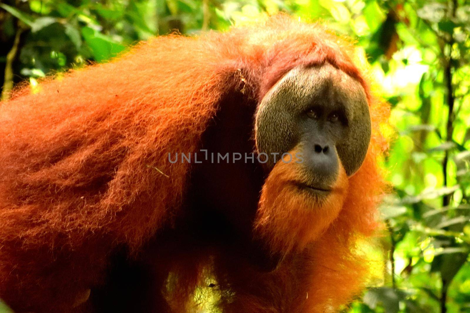 Sumatran orangutan male in the Gunung Leuser National Park by silentstock639