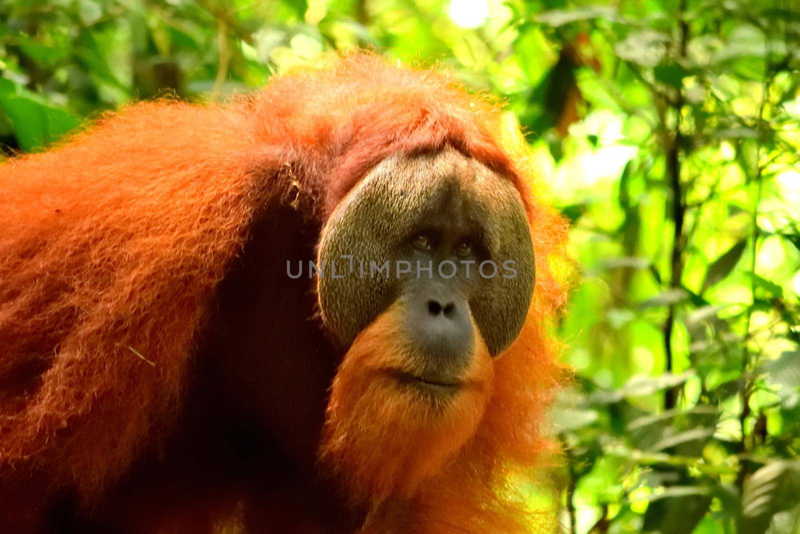 Sumatran orangutan male in the Gunung Leuser National Park by silentstock639