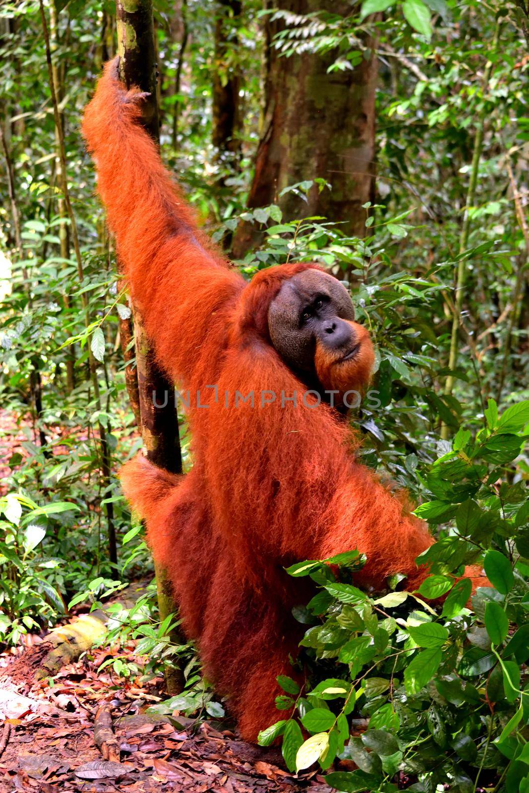 Sumatran orangutan male in the Gunung Leuser National Park, Indonesia